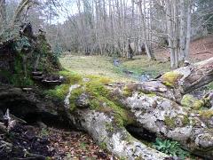 25 Forest scene